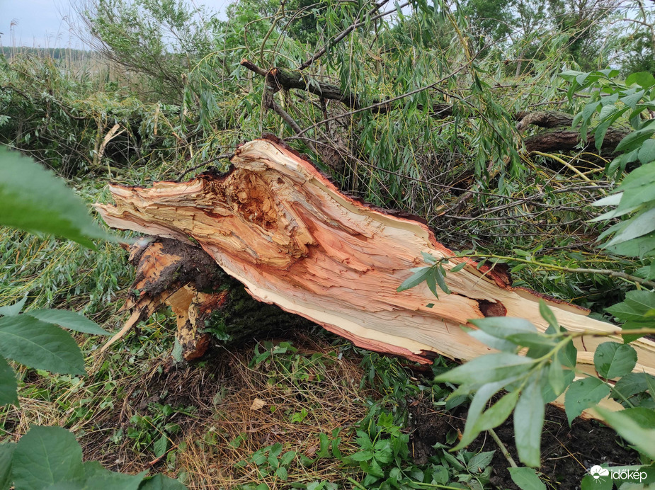 Kis-Balaton sajnos megsínylette....
