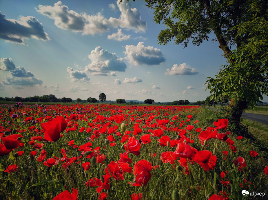 Pipacsos gomolyos :) 