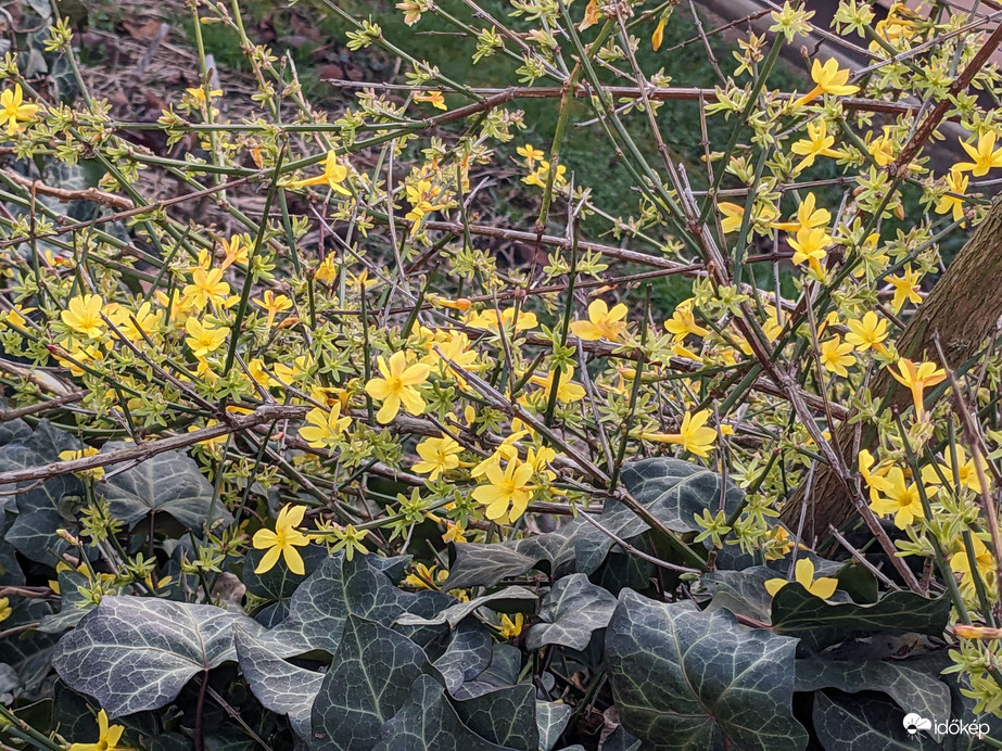 Téli jázmin
