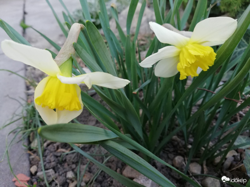 Nárciszok