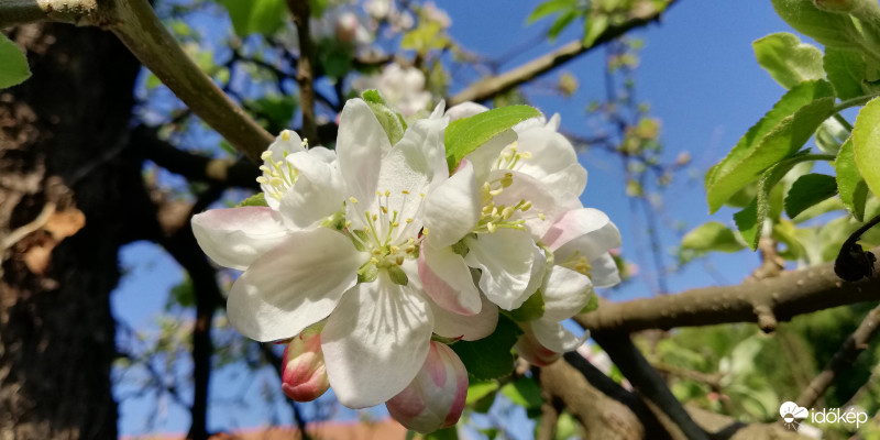 Almafa virág. 