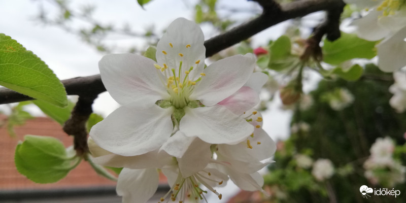 Almafa virág. 