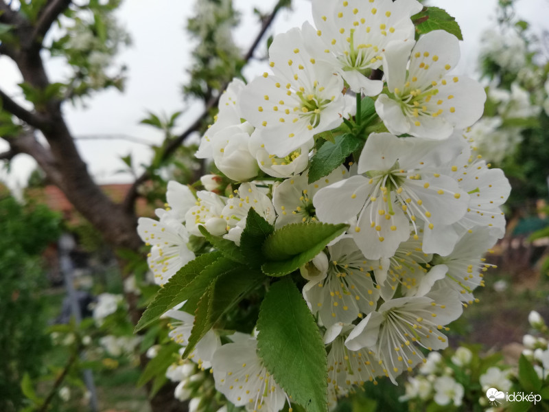 Meggy fa virág. 