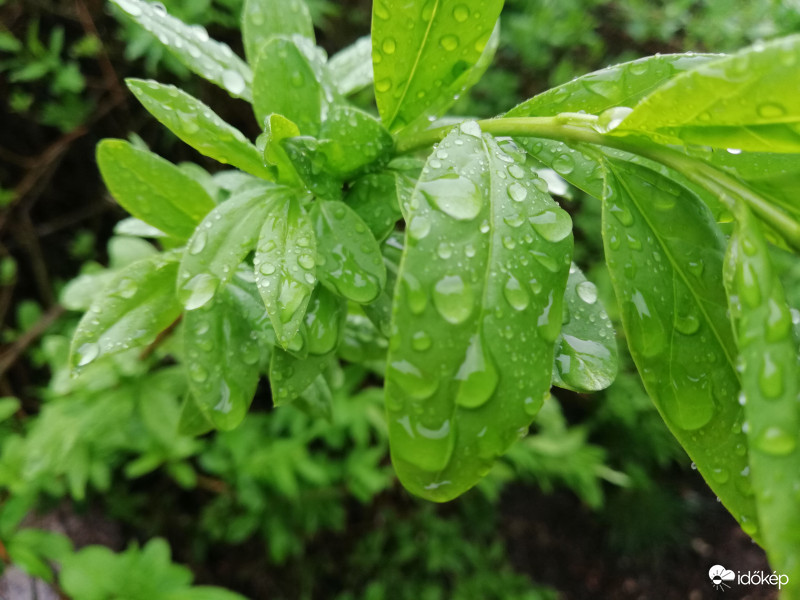 Esőcseppek. 