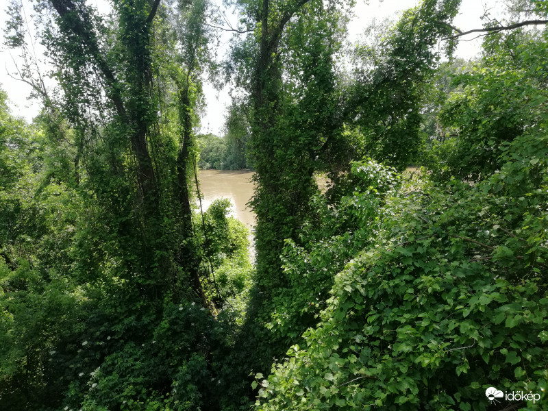 Makó Lombkora sétány