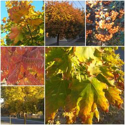 Dévaványán is színesesdőben