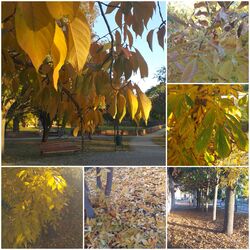 Dévaványán is színesesdőben