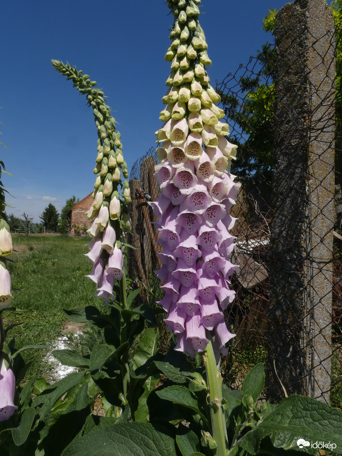 Gyűszűvirág (Digitalis)