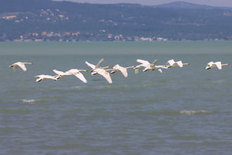 SZABADON SZÁLLVA