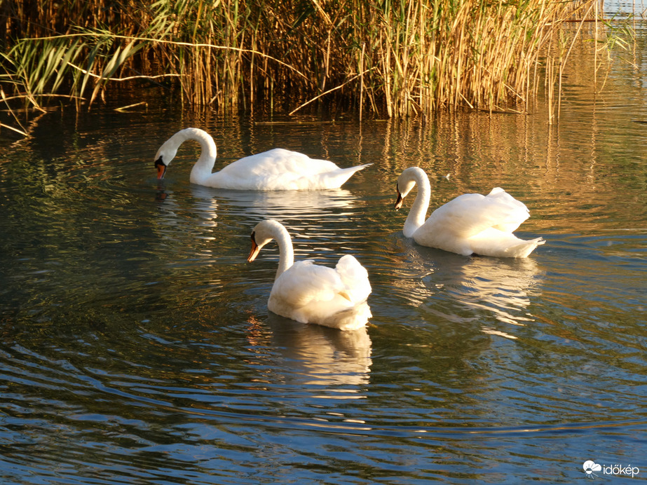 Balaton