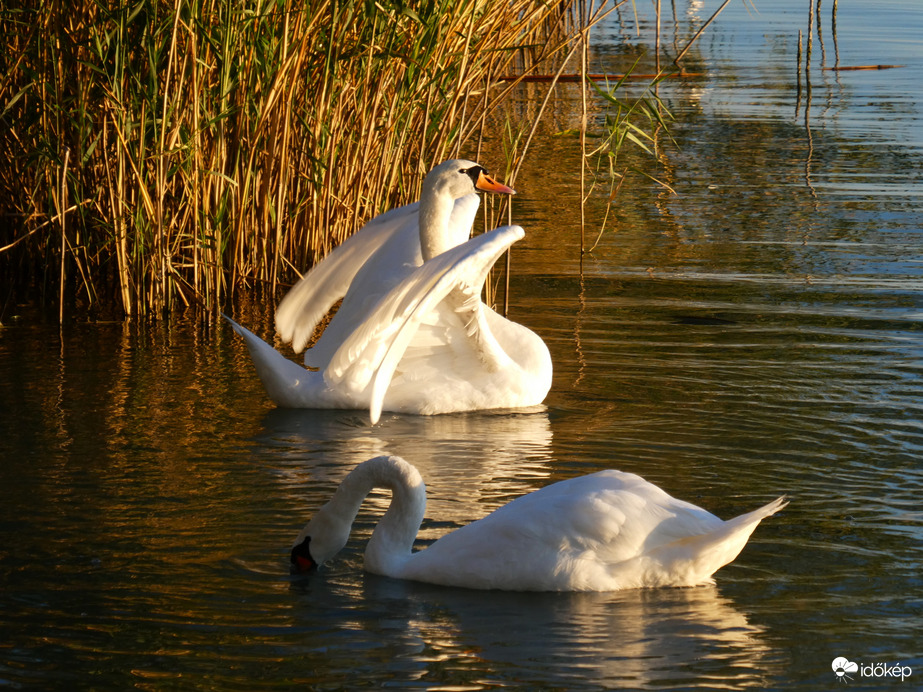Balaton