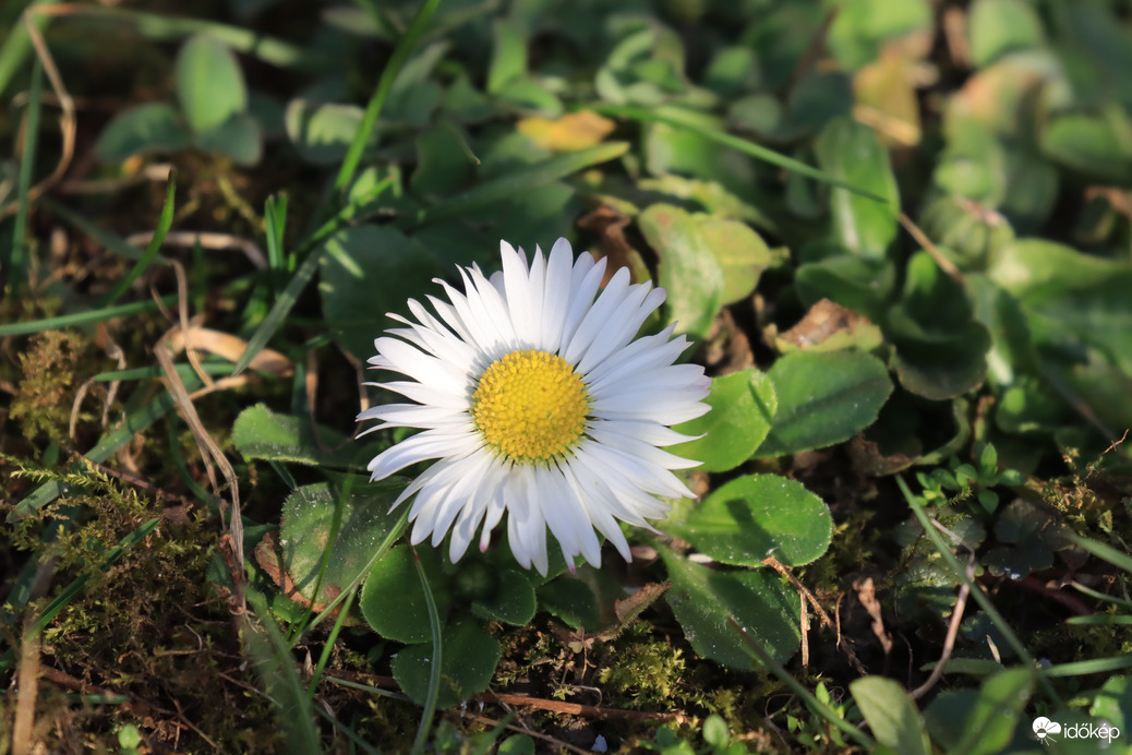 ÉRZEM A TAVASZ ILLATÁT