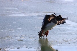 FELSZÁLLÁS, START!