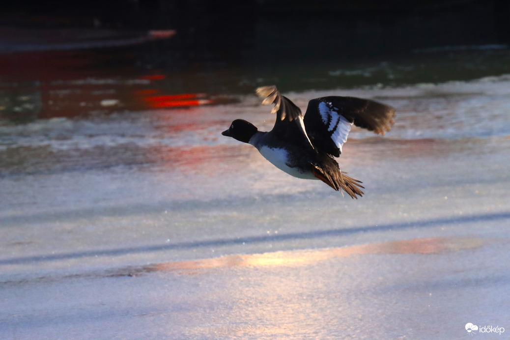 KERCERÉCE,RAGYOGÁS