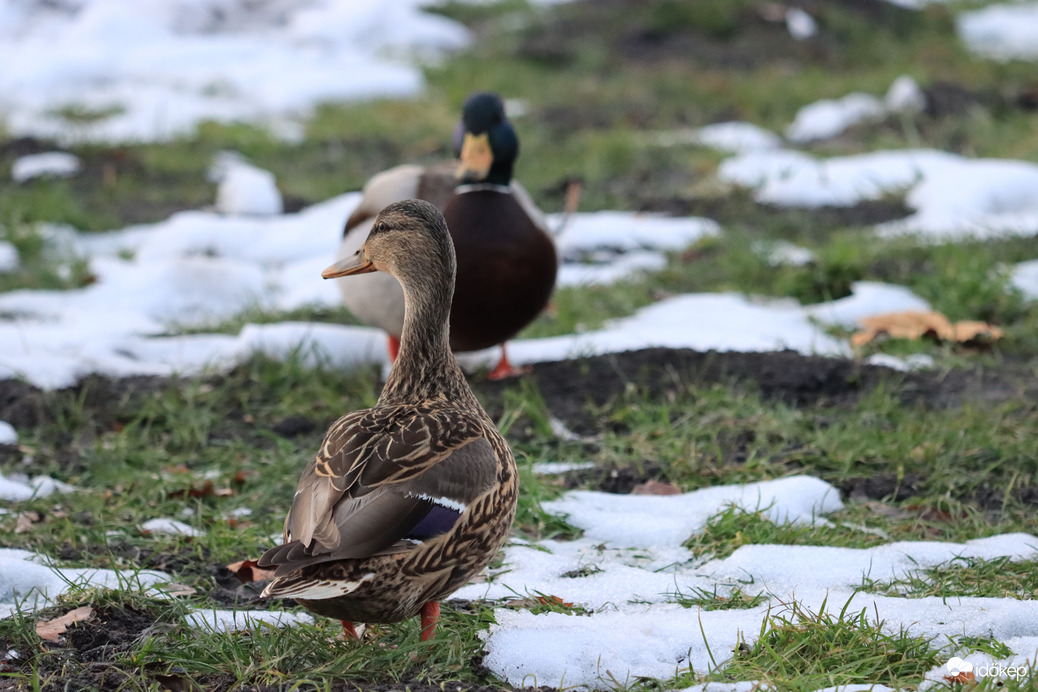 KISZORULTUNK A PARTRA
