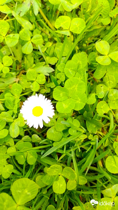 Százszorszép szerencse