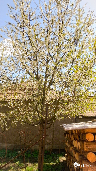 Cseresznye virágzás