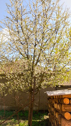 Cseresznye virágzás