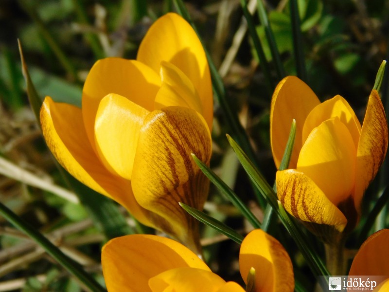 Sárga krókusz