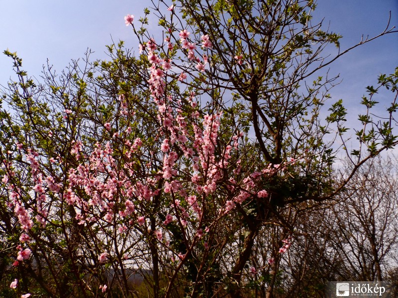 Tavaszi virágzás