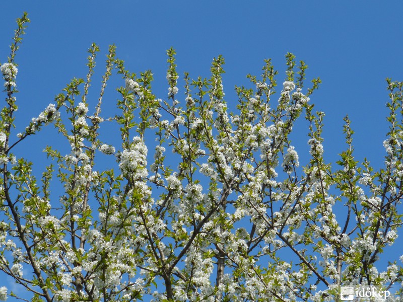 Virágzó cseresznyefa