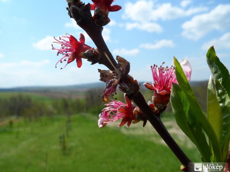 Virágzik a barack fa is