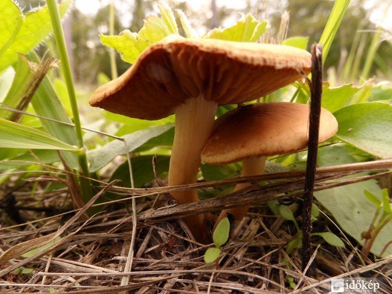 Az elmúlt napok időjárása kedvez a gombáknak