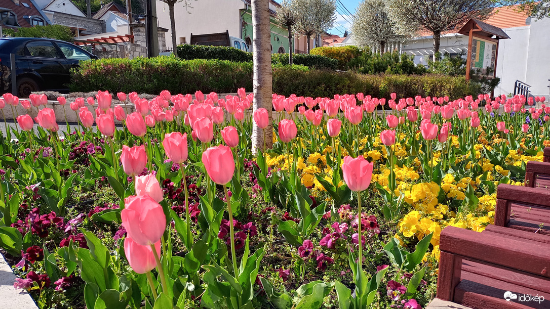 Tulipánok Városház téren