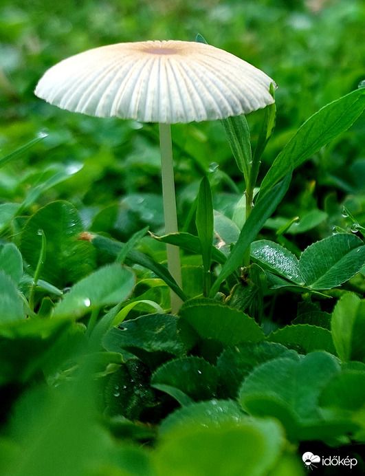 Nemtudom, apró gomba