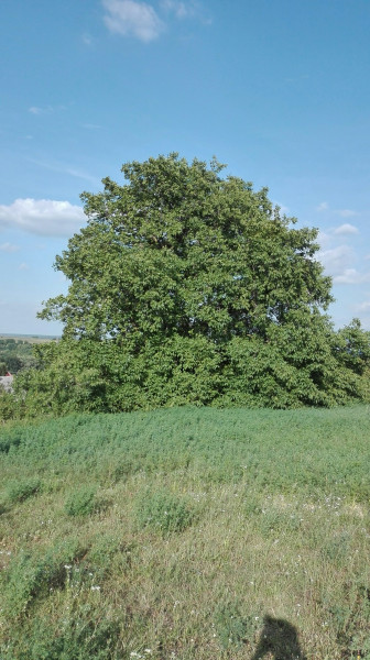 Hőgyész