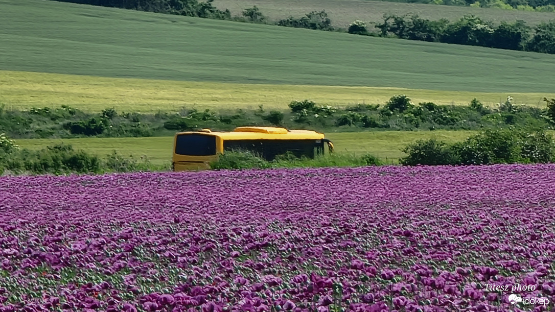 Mákvirág tenger és a menetrendszerenti járat 