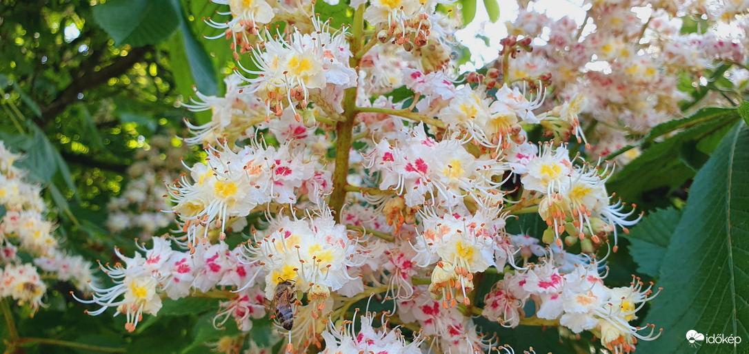 gesztenye fa virágzás