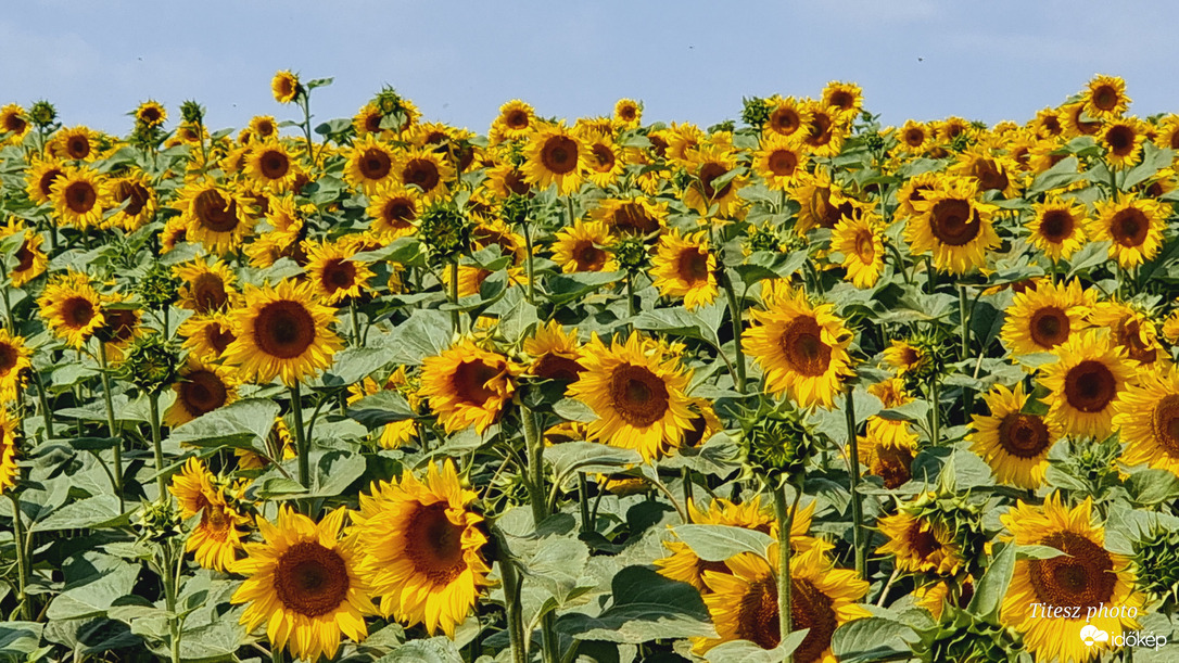 Napraforgó tenger