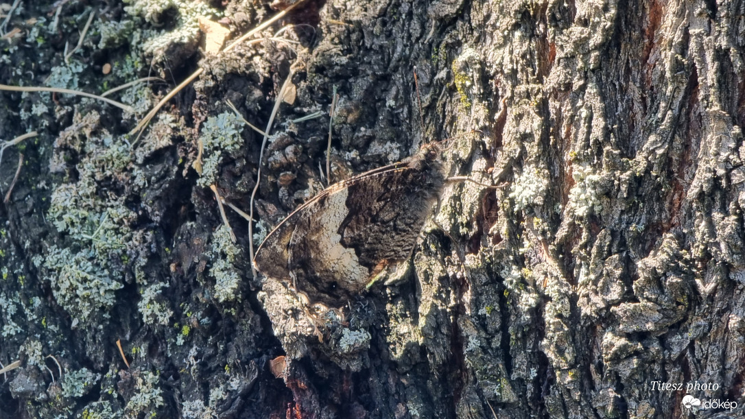 fantasztikus rejtőzködés