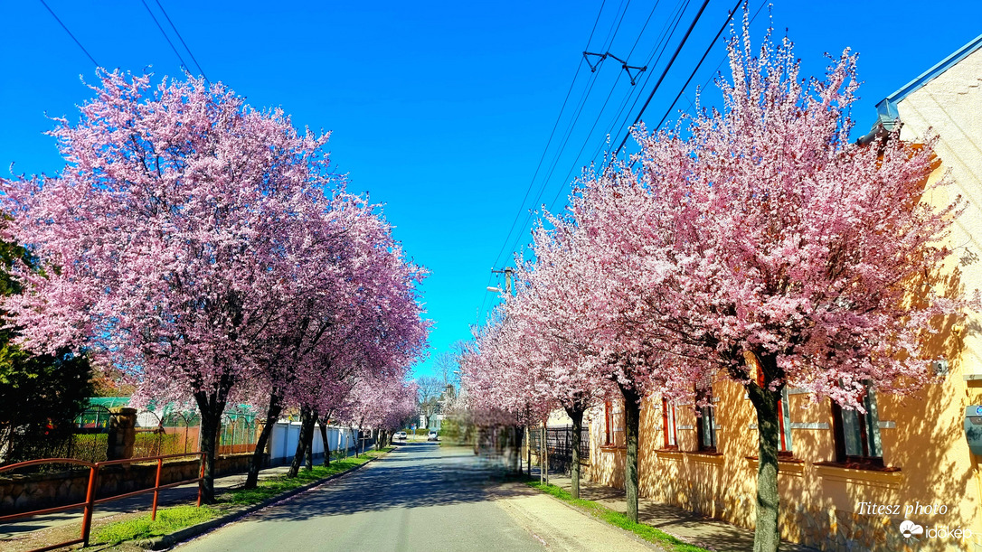 virágzó vérszilva fasor 2