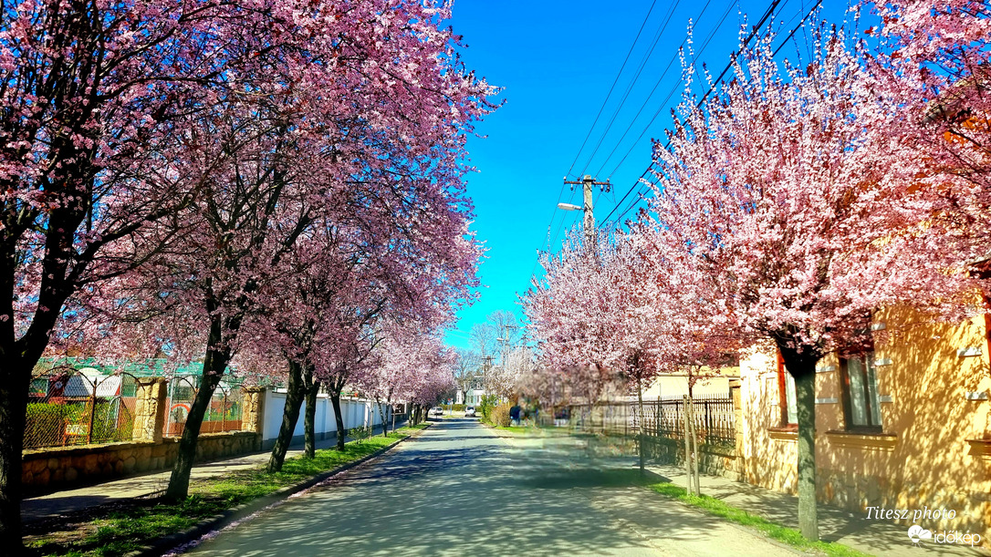 virágzó vérszilva fasor 