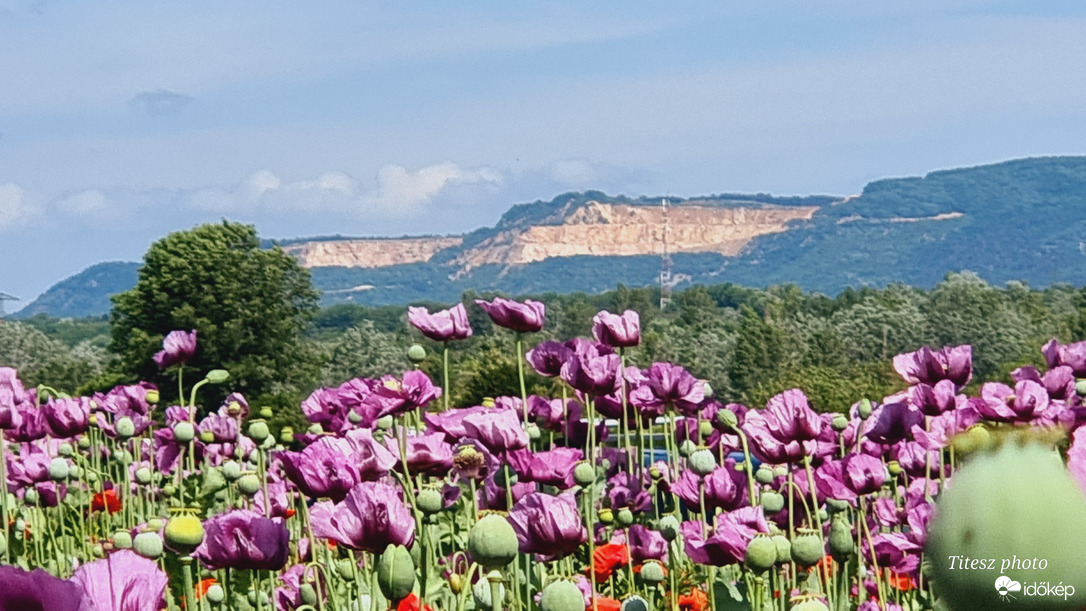 mákvirág tenger háttérben a Naszály 