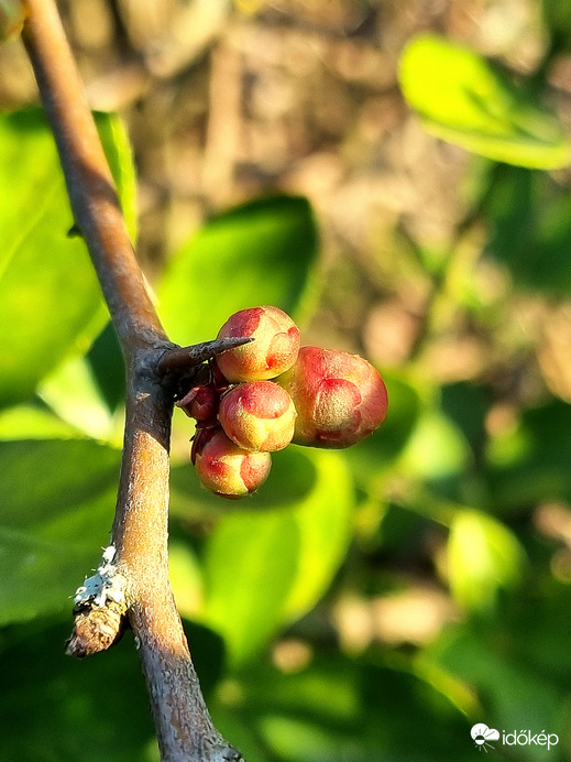 Japánbirs napsütésben