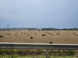 Bálamező