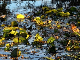 Őszi fények a tó felszínén