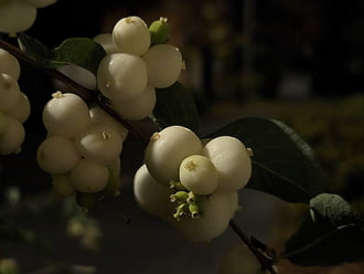 Fehér hóbogyó este