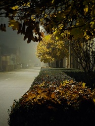 Ködös őszi színek