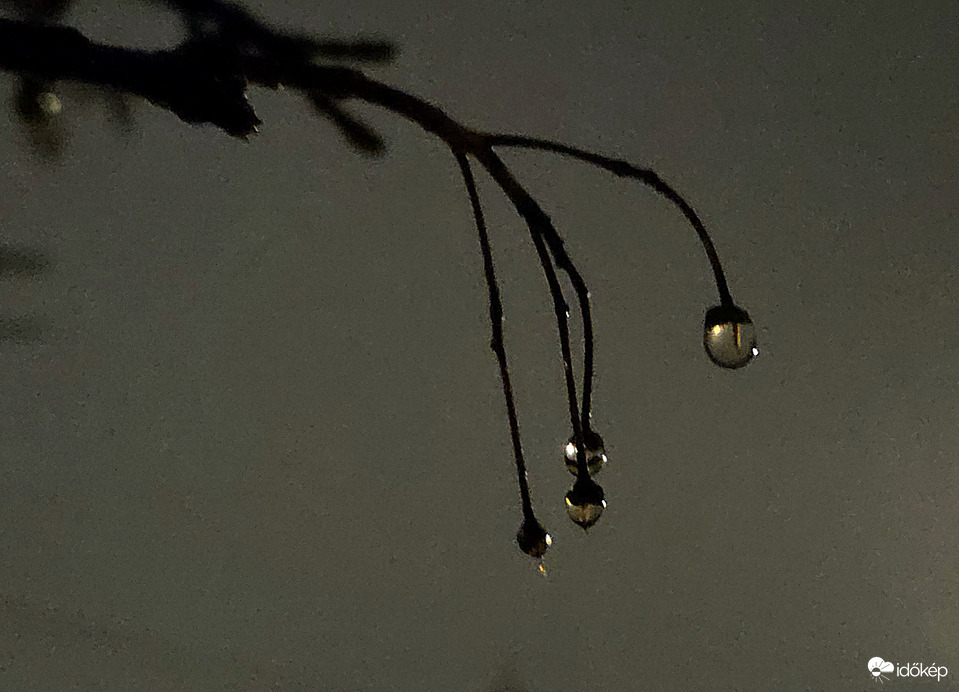 Eső utáni gyöngyök