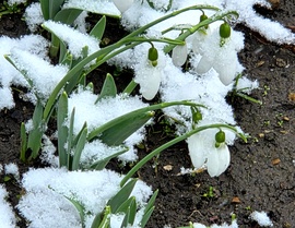 Félig kinyílva, havasan