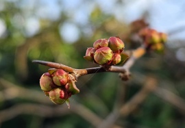 Szirombontásra várva