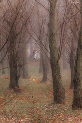 Hódmezővásárhely