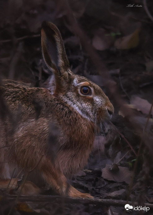 Hódmezővásárhely