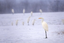 Hódmezővásárhely