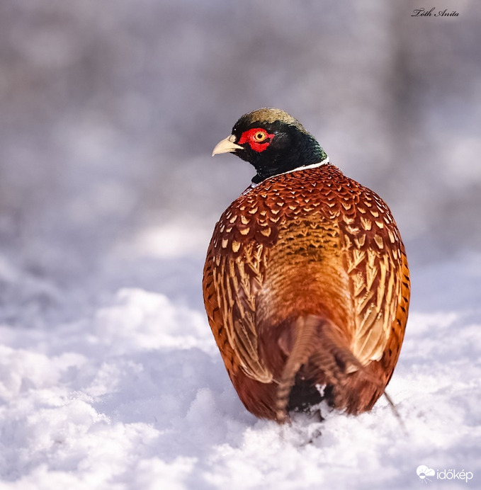 Hódmezővásárhely