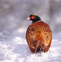 Hódmezővásárhely